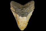 Giant, Fossil Megalodon Tooth - North Carolina #109771-1